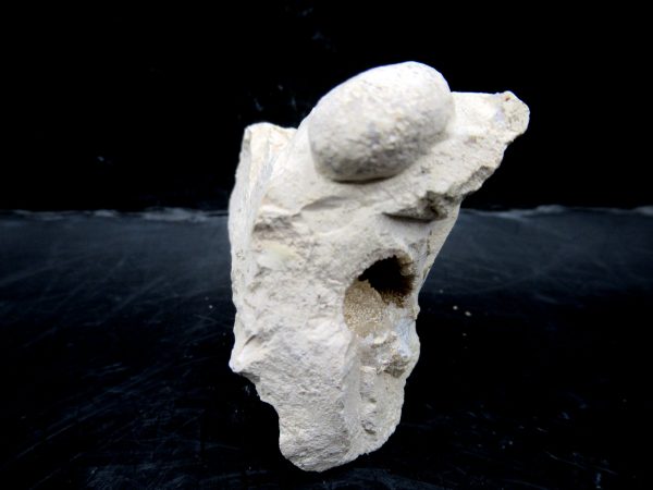 Genuine Eocene Age Fossil Snake Egg From France For Sale #30a