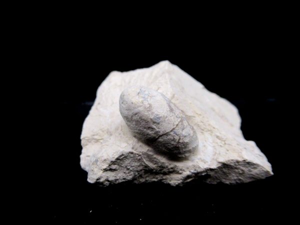 Genuine Eocene Age Fossil Snake Egg From France For Sale #32