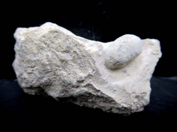 Genuine Eocene Age Fossil Snake Egg From France For Sale #33