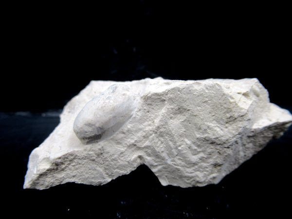 Genuine Eocene Age Fossil Snake Egg From France For Sale #33a