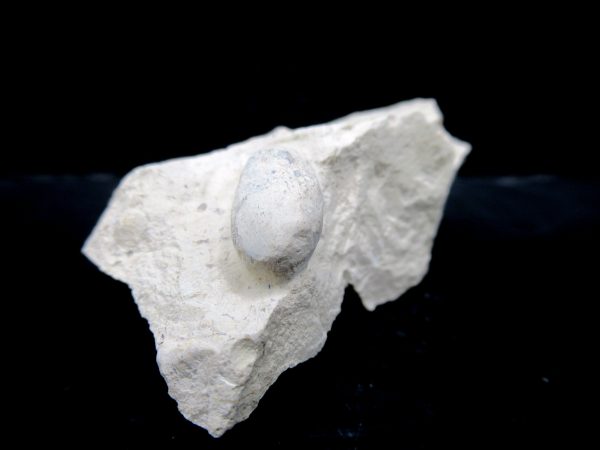 Genuine Eocene Age Fossil Snake Egg From France For Sale #33b