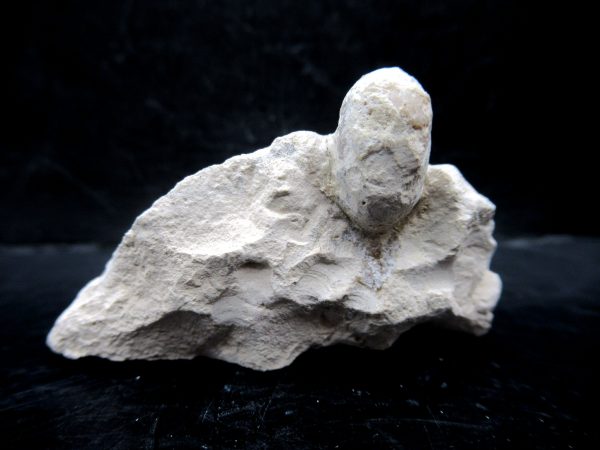 Genuine Eocene Age Fossil Snake Egg From France For Sale #34