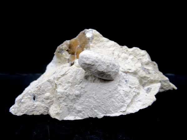 Genuine Eocene Age Fossil Snake Egg From France For Sale #35