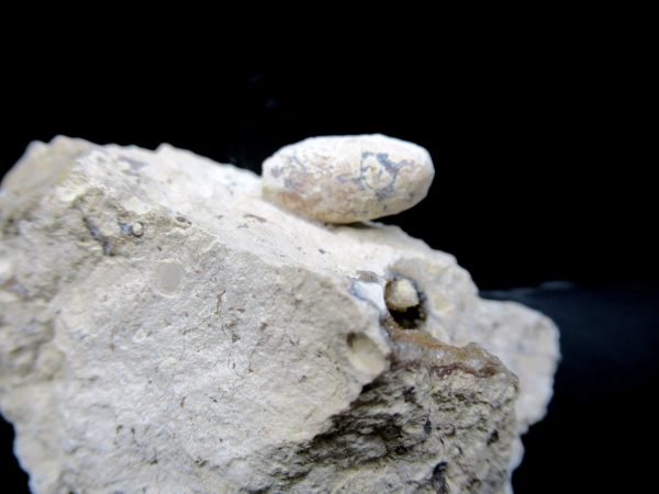 Genuine Eocene Age Fossil Snake Egg From France For Sale #35a