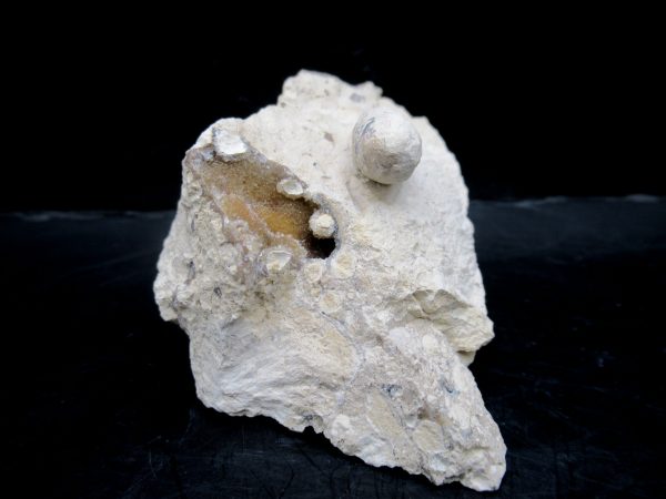 Genuine Eocene Age Fossil Snake Egg From France For Sale #35b