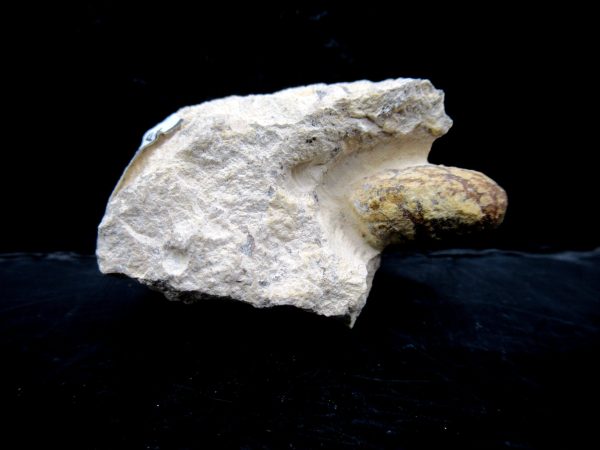 Genuine Eocene Age Fossil Snake Egg From France For Sale #36