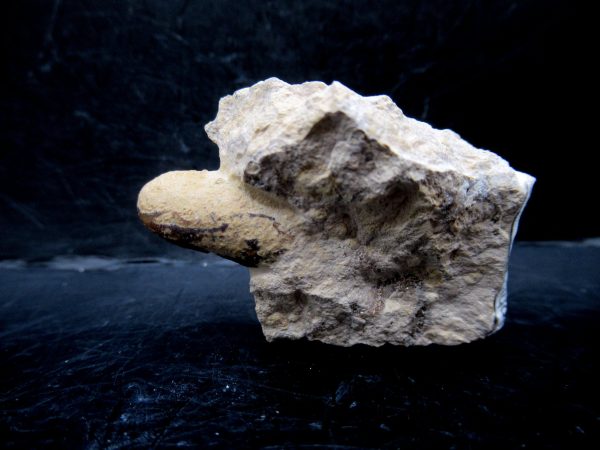 Genuine Eocene Age Fossil Snake Egg From France For Sale #36a