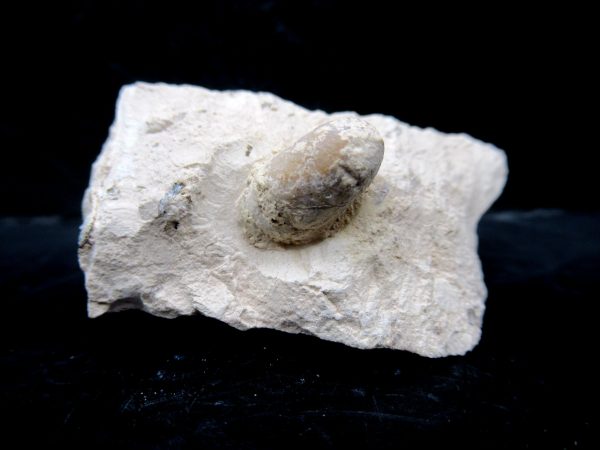 Genuine Eocene Age Fossil Snake Egg From France For Sale #37