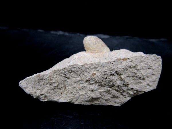 Genuine Eocene Age Fossil Snake Egg From France For Sale #37a