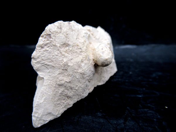 Genuine Eocene Age Fossil Snake Egg From France For Sale #37b