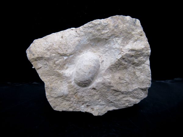 Genuine Eocene Age Fossil Snake Egg From France For Sale #38