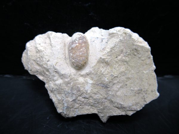 Genuine Eocene Age Fossil Snake Egg From France For Sale #40