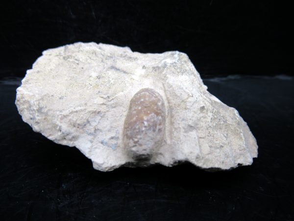 Genuine Eocene Age Fossil Snake Egg From France For Sale #40a