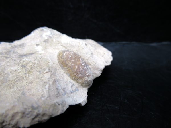 Genuine Eocene Age Fossil Snake Egg From France For Sale #40b