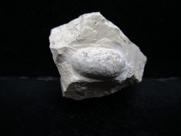 Genuine Eocene Age Fossil Snake Egg From France For Sale #41