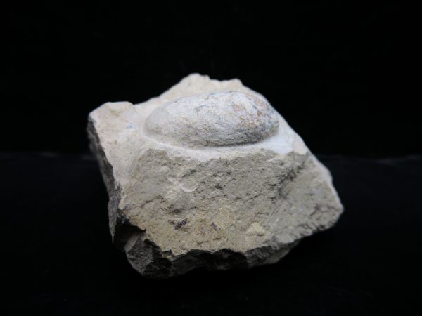 Genuine Eocene Age Fossil Snake Egg From France For Sale #41a