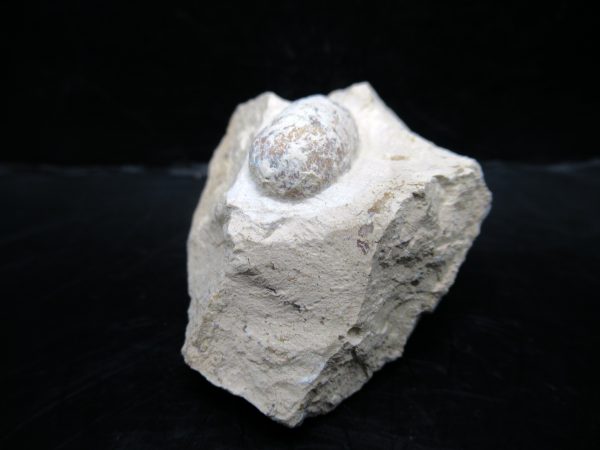 Genuine Eocene Age Fossil Snake Egg From France For Sale #41b