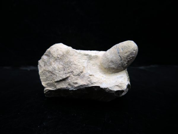 Genuine Eocene Age Fossil Snake Egg From France For Sale #42