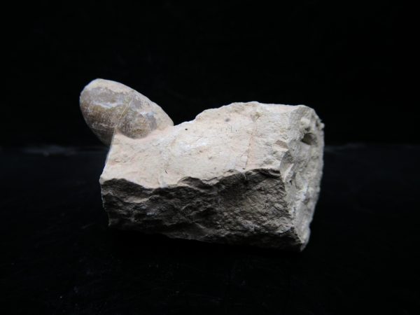 Genuine Eocene Age Fossil Snake Egg From France For Sale #42a