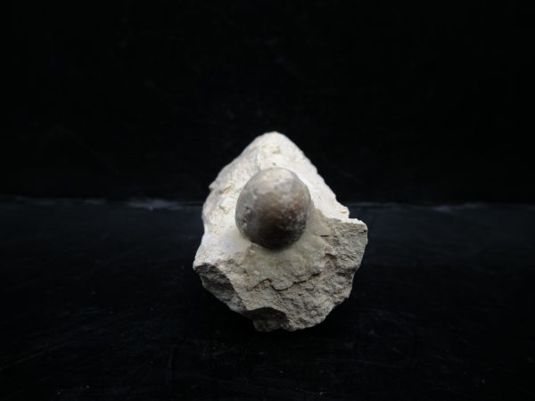 Genuine Eocene Age Fossil Snake Egg From France For Sale #42b