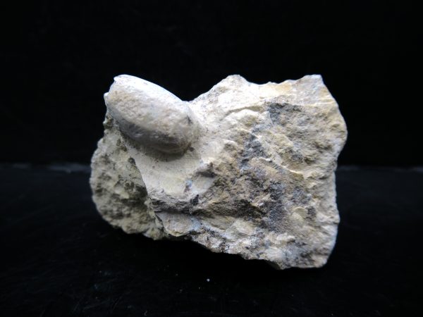 Genuine Eocene Age Fossil Snake Egg From France For Sale #43