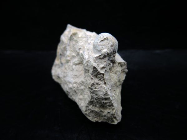 Genuine Eocene Age Fossil Snake Egg From France For Sale #43b