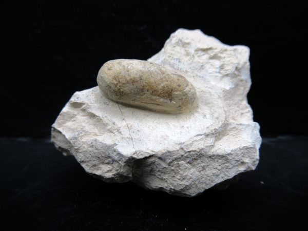 Genuine Eocene Age Fossil Snake Egg From France For Sale #45