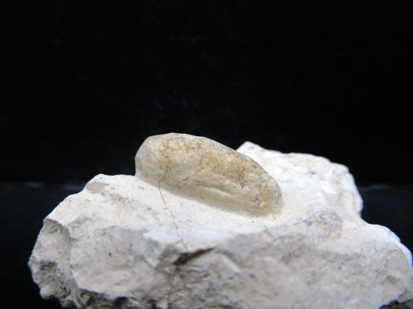 Genuine Eocene Age Fossil Snake Egg From France For Sale #45a