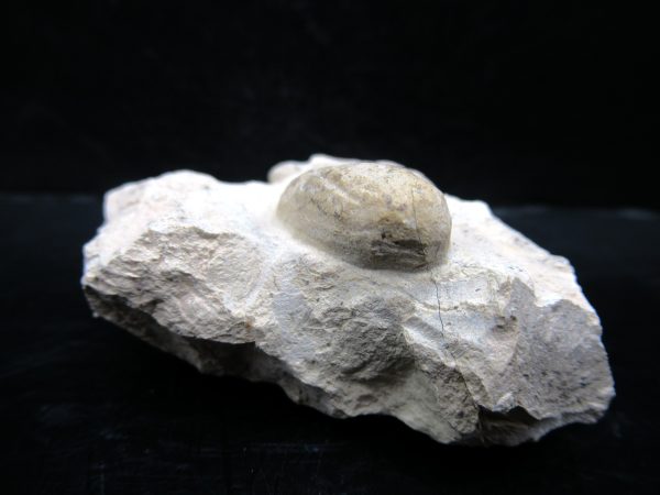 Genuine Eocene Age Fossil Snake Egg From France For Sale #45b