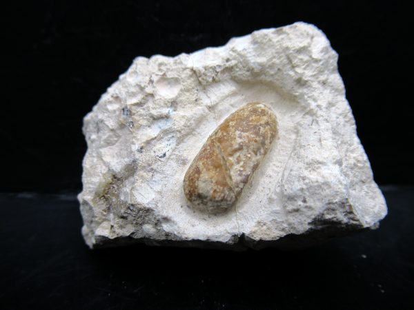 Genuine Eocene Age Fossil Snake Egg From France For Sale #46