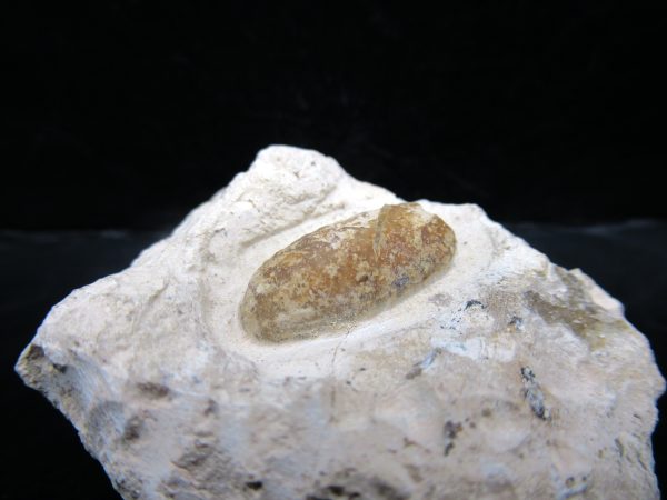 Genuine Eocene Age Fossil Snake Egg From France For Sale #46a