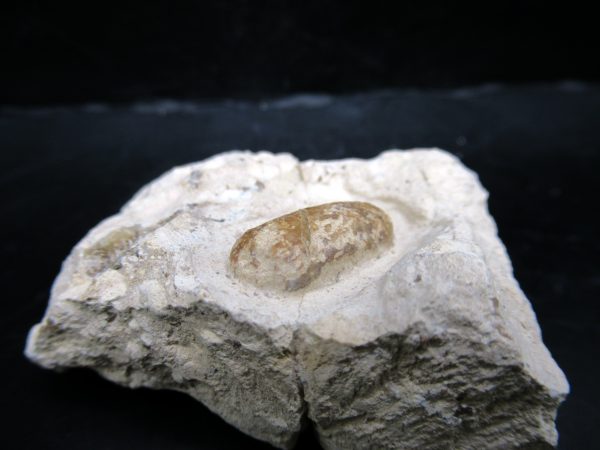 Genuine Eocene Age Fossil Snake Egg From France For Sale #46b