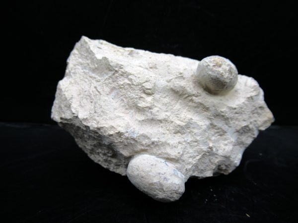 Genuine Eocene Age Fossil Snake Egg From France For Sale #48