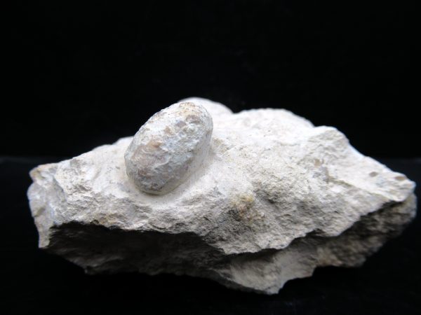 Genuine Eocene Age Fossil Snake Egg From France For Sale #48c