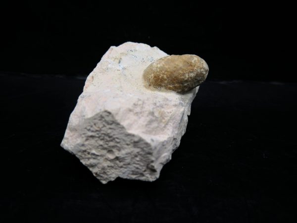 Genuine Eocene Age Fossil Snake Egg From France For Sale #50