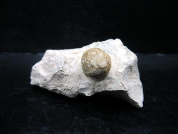 Genuine Eocene Age Fossil Snake Egg From France For Sale #50b