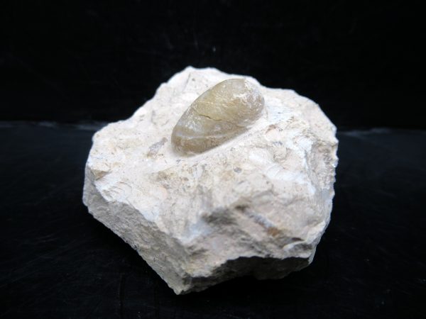 Genuine Eocene Age Fossil Snake Egg From France For Sale #51