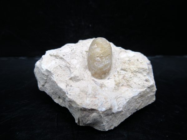 Genuine Eocene Age Fossil Snake Egg From France For Sale #51a