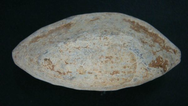 Genuine Roman Slingshot Bullet Riker For Sale #14a