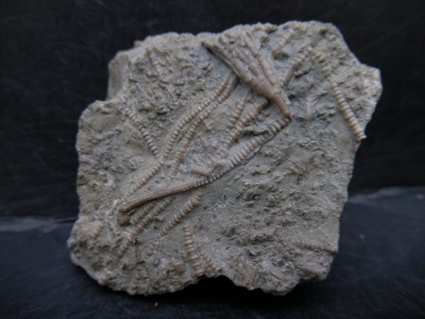 Genuine Ordovician Age Ectenocrinus Crinoid Fossil for Sale from Indiana #1