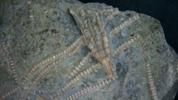 Genuine Ordovician Age Ectenocrinus Crinoid Fossil for Sale from Indiana #1a