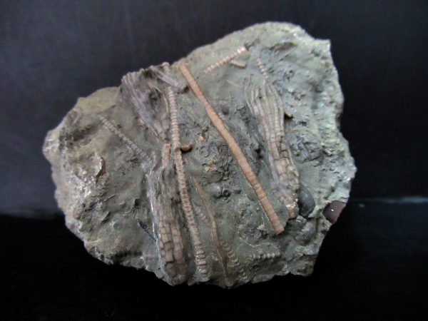 Genuine Ordovician Age Ectenocrinus Crinoid Fossil for Sale from Indiana #2