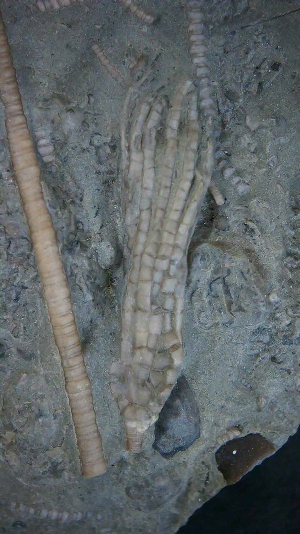 Genuine Ordovician Age Ectenocrinus Crinoid Fossil for Sale from Indiana #2a