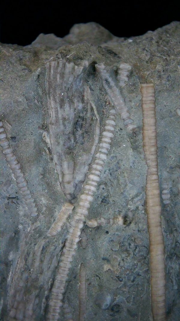 Genuine Ordovician Age Ectenocrinus Crinoid Fossil for Sale from Indiana #2c