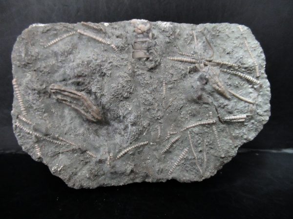 Genuine Ordovician Age Ectenocrinus Crinoid Fossil for Sale from Indiana #3