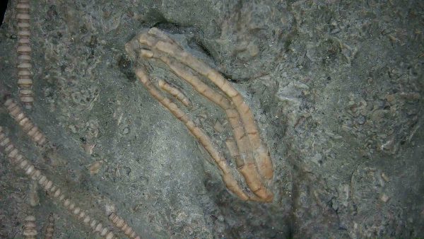 Genuine Ordovician Age Ectenocrinus Crinoid Fossil for Sale from Indiana #3a