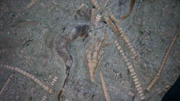 Genuine Ordovician Age Ectenocrinus Crinoid Fossil for Sale from Indiana #3b