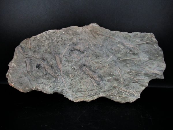 Ectenocrinus simplex - Indiana Crinoid #7