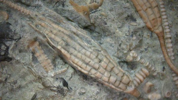 Ectenocrinus simplex - Indiana Crinoid #7 - Image 8