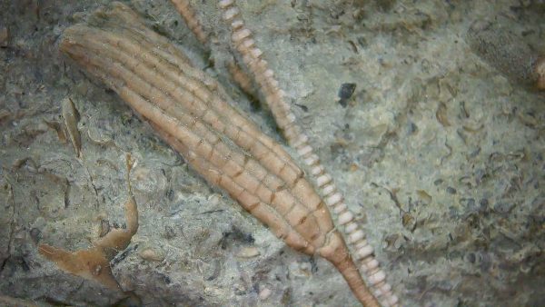 Ectenocrinus simplex - Indiana Crinoid #7 - Image 7